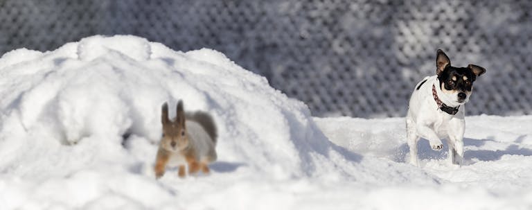 How to Train a Rat Terrier Hunt Squirrels How to Train a Rat Terrier Hunt Squirrels